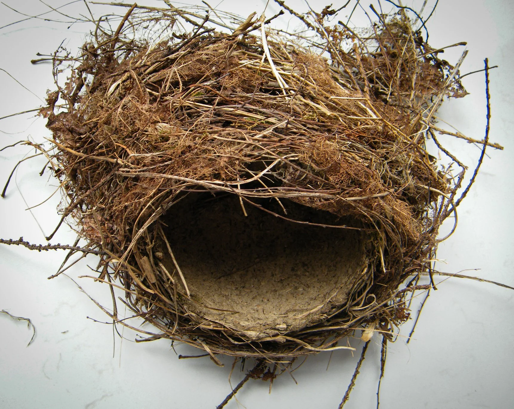 Nests