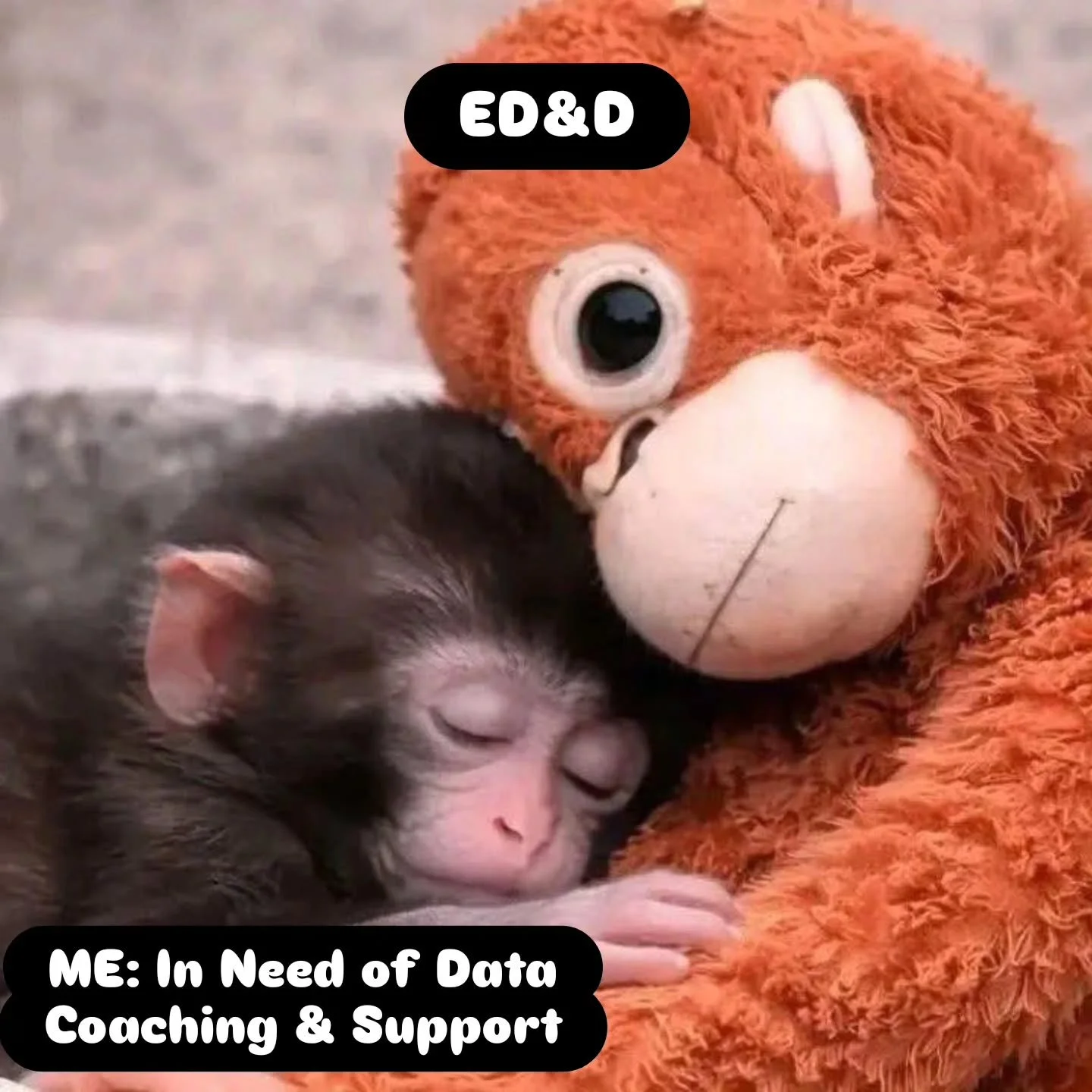 We can all relate to Punch... sometimes we just need a friend who can listen and provide support. 

#teampunch 
#youvegotafriendinme 
#equityanddesign 
#EDandD