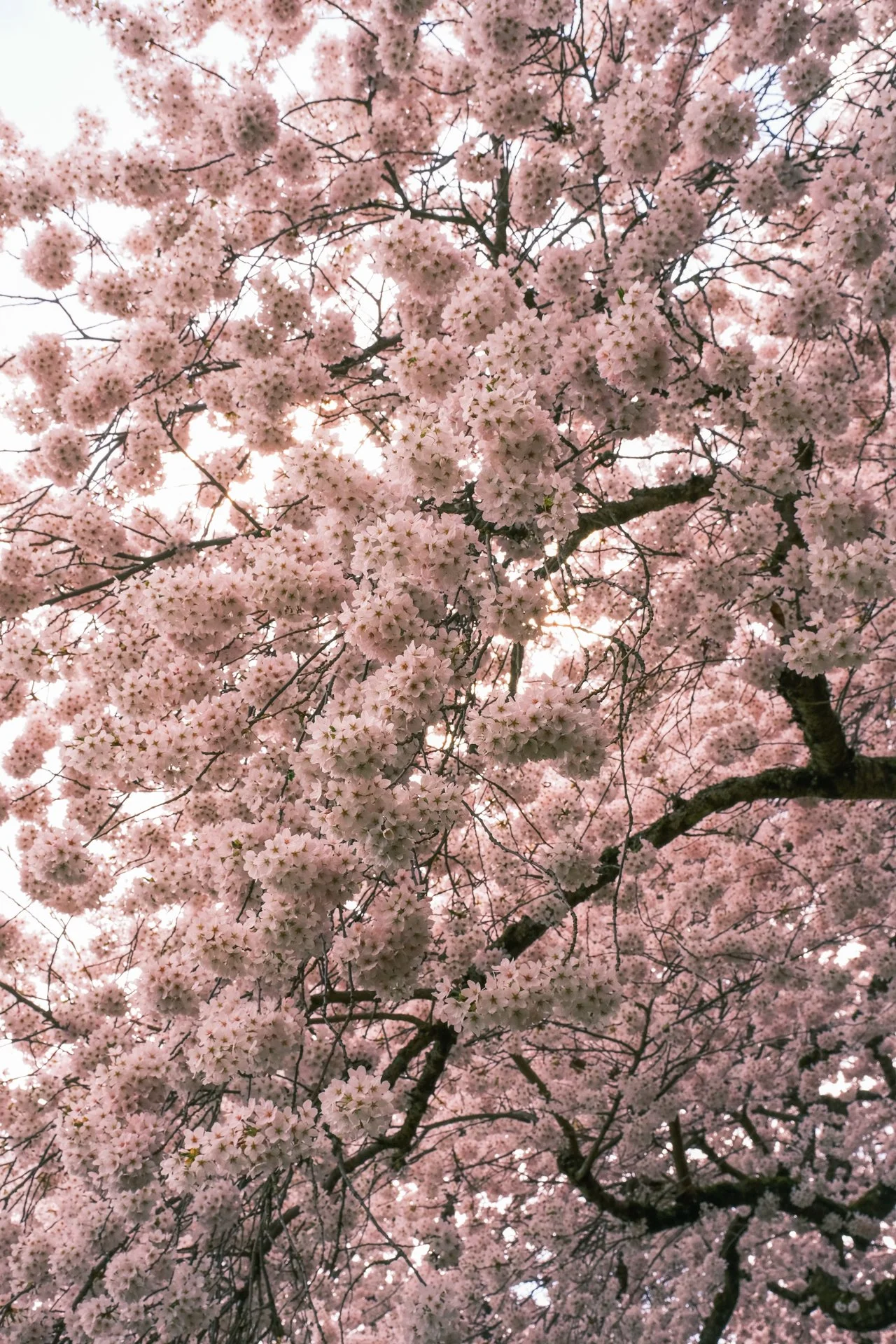 DSCF2441-2.jpg