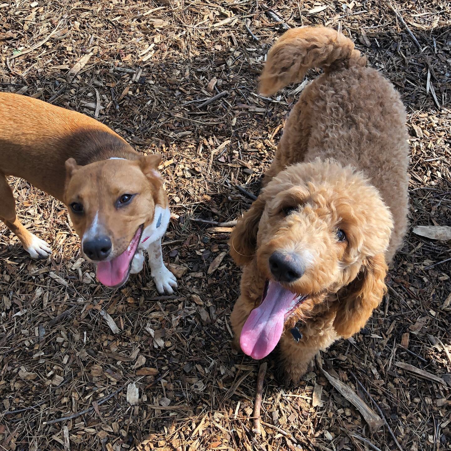 Confession Time! Both of these pups did not go home this clean, whoopsie! Both Roux and Scarlett found the mud about an hour before pick up. One day we&rsquo;ll have a nice custom doggy bath, or at least it&rsquo;ll be warm enough for a nice outdoor 
