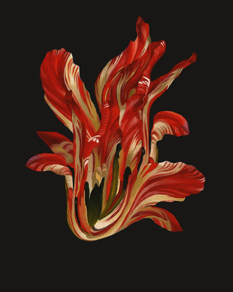 Lindsey-Carr-Flower1_20x25cm.jpg