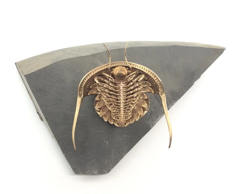 D Allan Drummond Cryptolithus Dissection-2.jpg