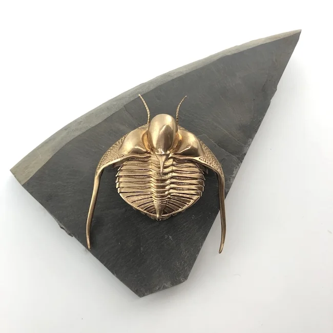 D Allan Drummond Cryptolithus Dissection-main.jpg