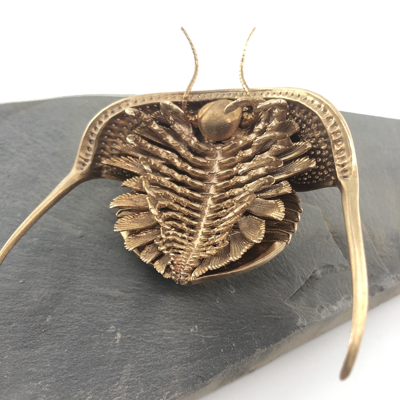 D Allan Drummond Cryptolithus Dissection-3.jpg