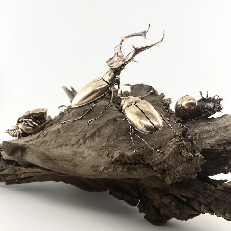 D Allan Drummond life cycle lucanus-1.jpg