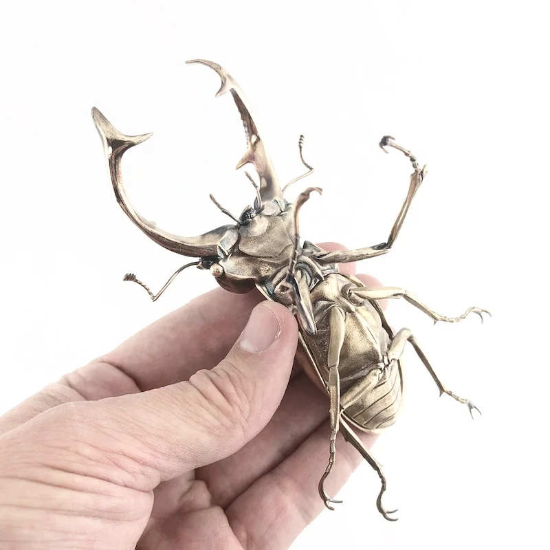 D Allan Drummond life cycle lucanus-6.jpg