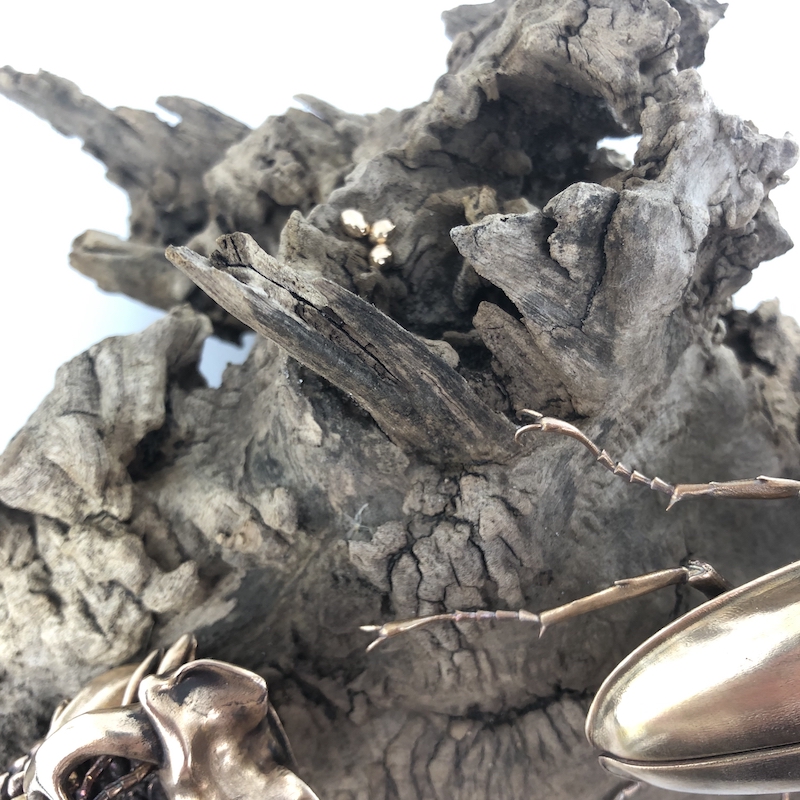 D Allan Drummond life cycle lucanus-7.jpg