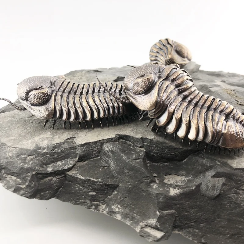 D Allan Drummond Trilobite Life Plate-2.jpg