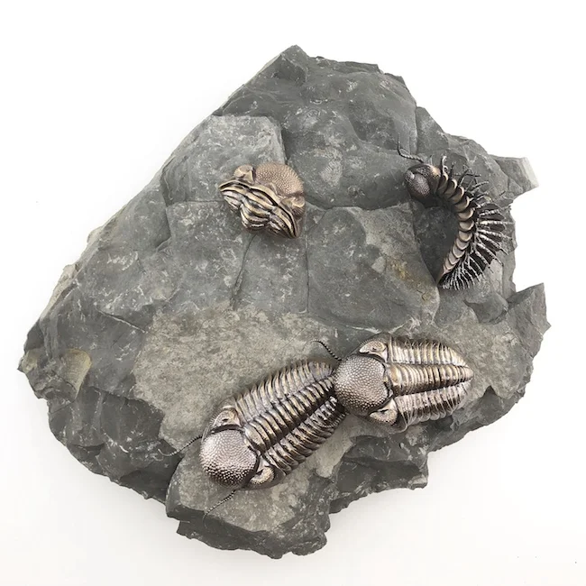 D Allan Drummond Trilobite Life Plate-main.jpg