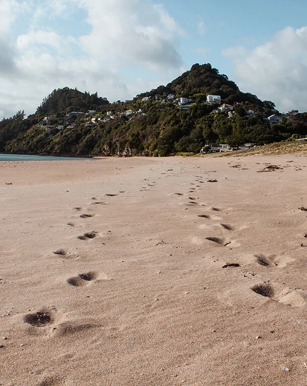 Phillips Website Image 11 resized.jpg