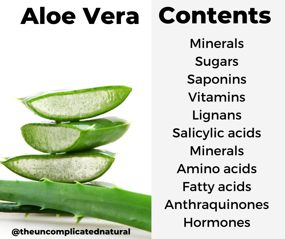 How To Use Aloe Vera For Healthy Hair & Scalp — Kurl Story