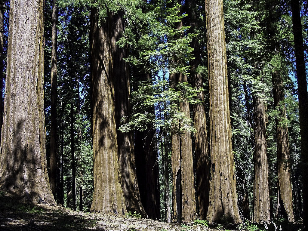 sequoia-tree-forest-sequoia-national-park-california.jpg