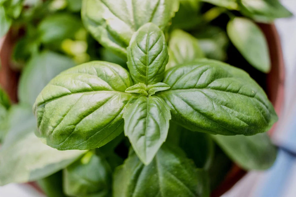 Byron Bay Herb Nursery Online For Herbs Byron Bay Herb Nursery Online