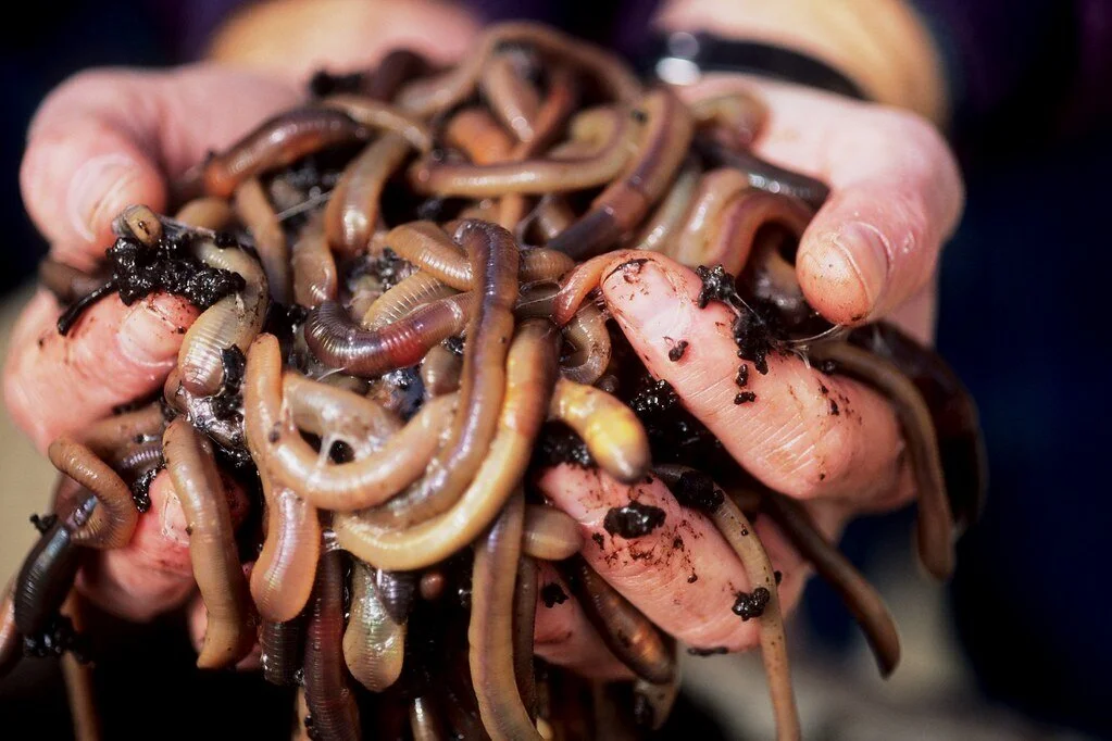 Compost and Worm Farms