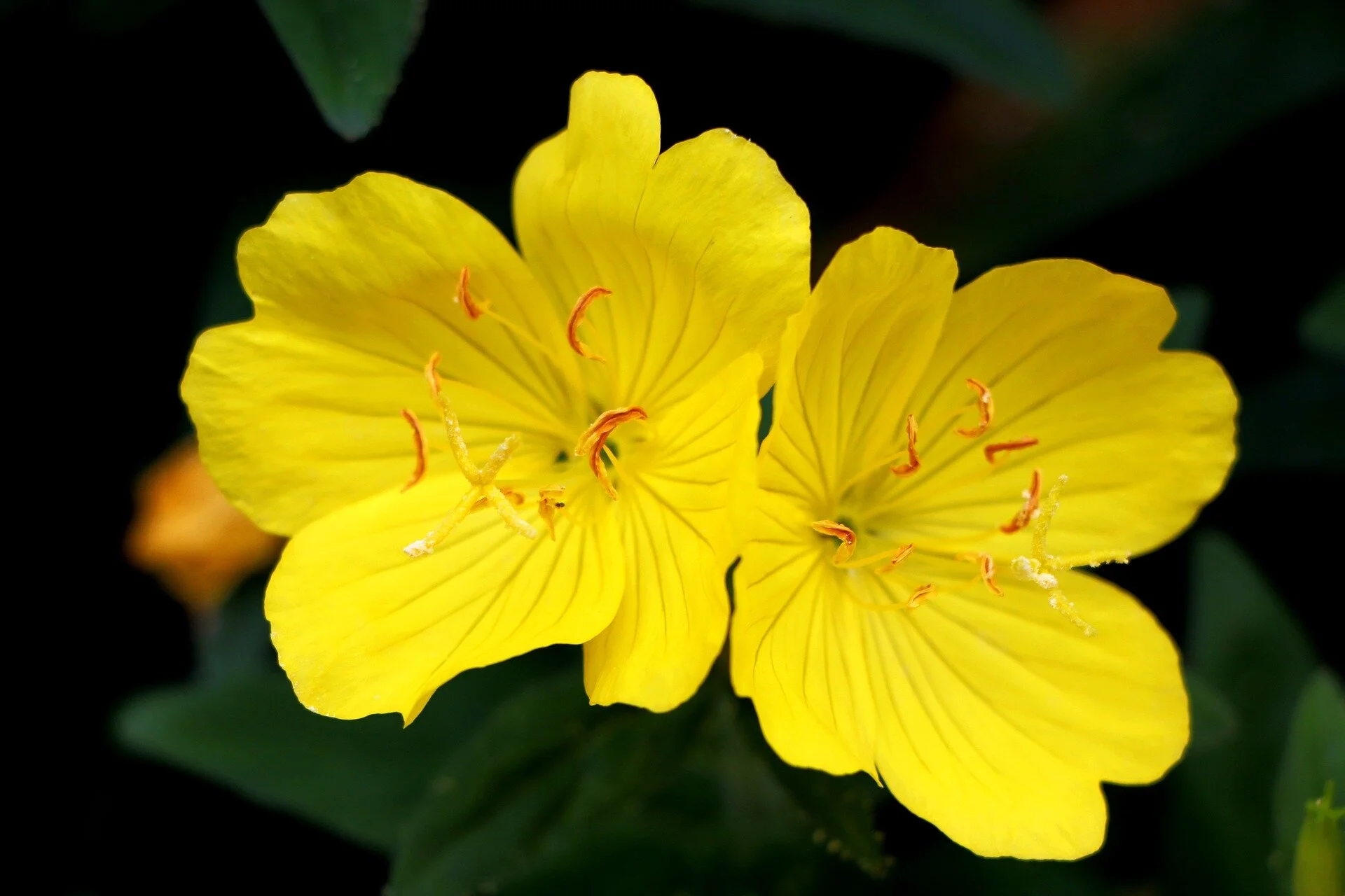 evening-primrose-1458681_1920.jpg
