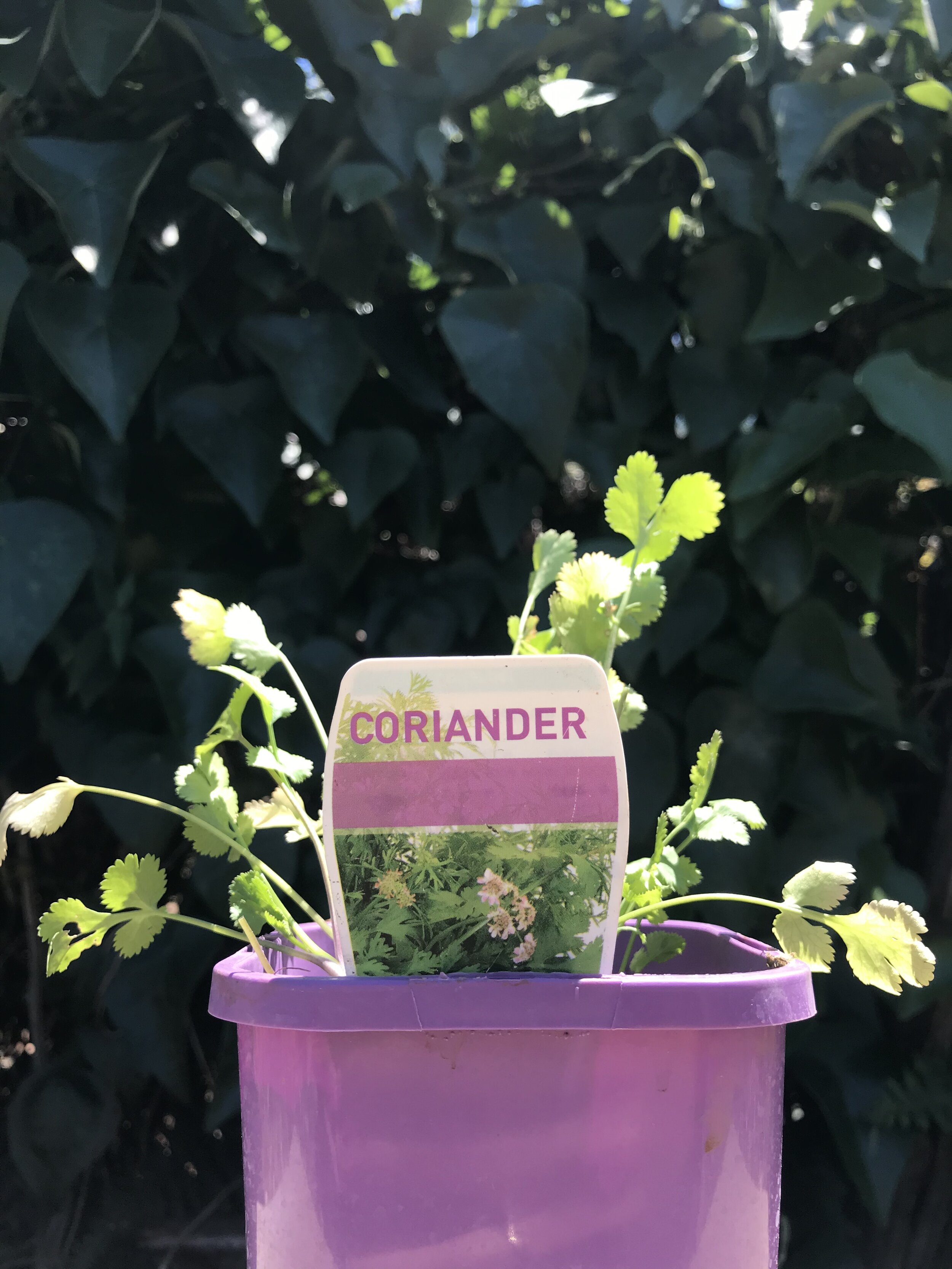 coriander.jpg