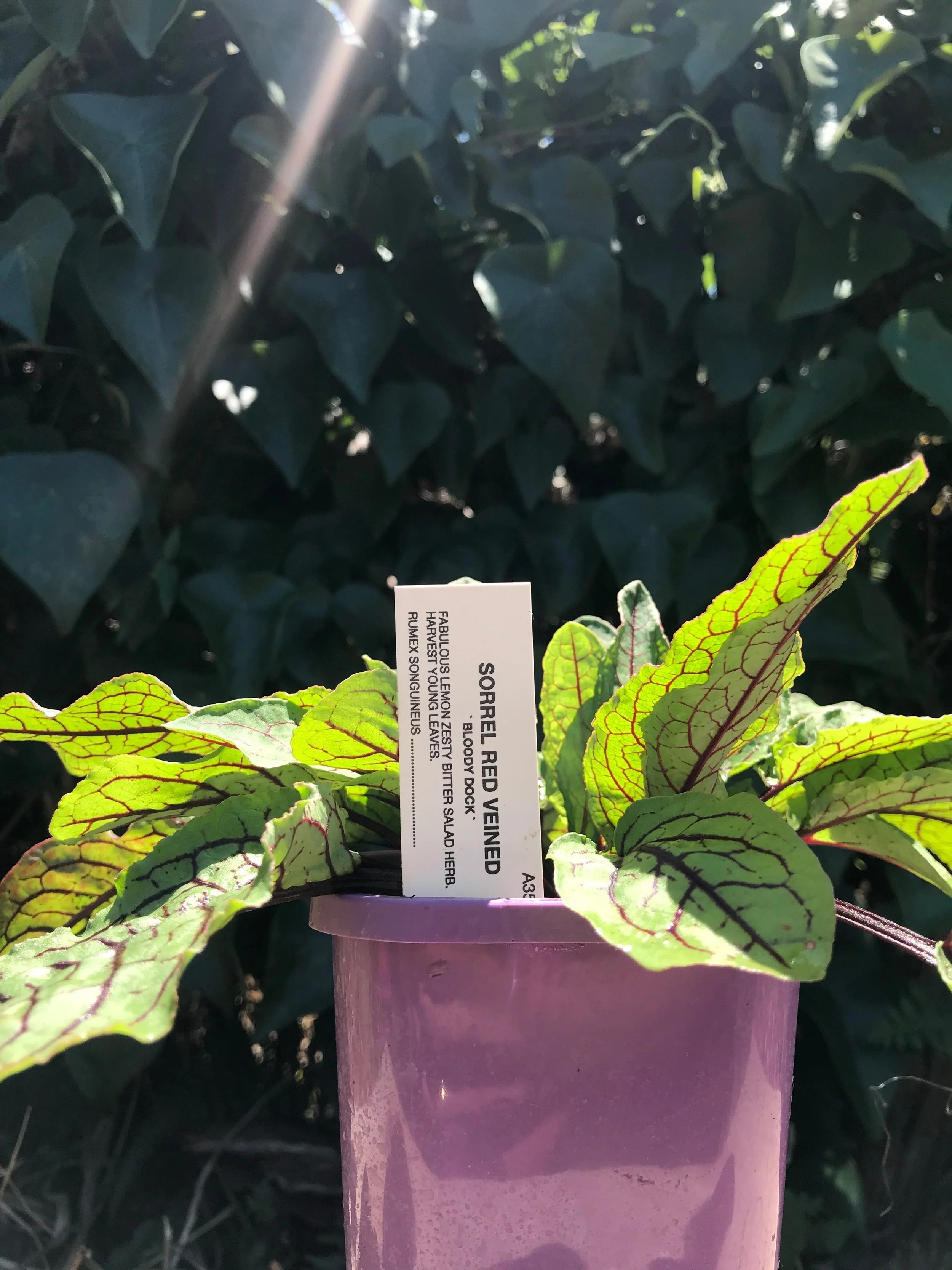 red veined sorrel.JPG