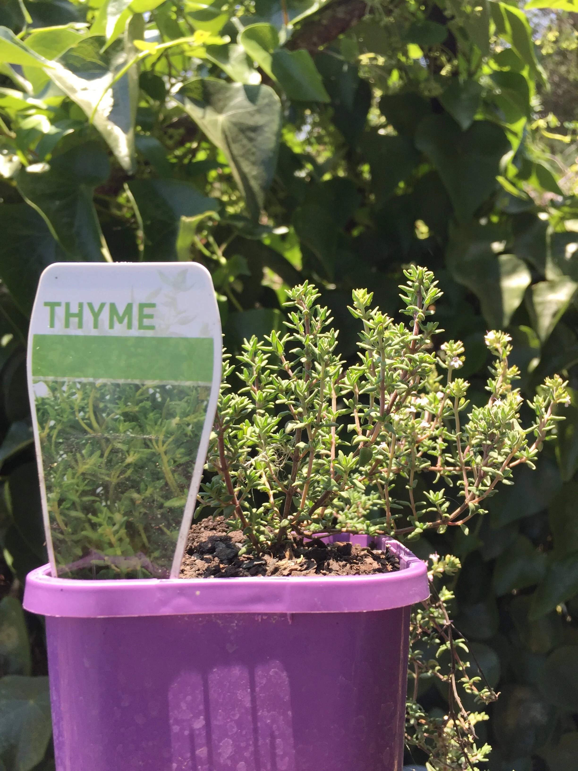 thyme.JPG
