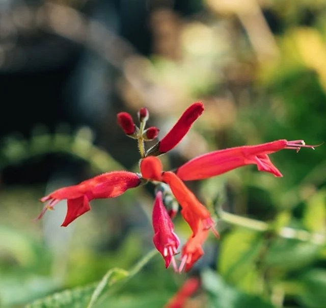 Pineapple Sage (Salvia Elegans) is a hardy perennial bush that has bright red, elongated flowers. When the flowers are taken off the bush you can suck out a sweet nectar from the base of the flower itself 🤩
Pineapple Sage got its name (believe it or not) from its lovely pineapple aroma and is great to put in herbal teas for its flavour and medicinal purposes. Being native to Mexico, it was used extensively in traditional medicines and said to aid anxiety and depression.
.
.
.
 #pineapplesageflowers #pineapple #sage #byronbay #herbnursery #supportlocal #organic #locallygrowninthesun #purplepotpeople #savethebees
#growyourownfood #growyourownmedicine