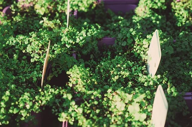 Corsican Mint (Mentha Requienii) is a slow growing ground cover with clusters of bright green leaves and the sweetest little mauve flowers in summer. This Mint looks amazing when it is growing between paving stones or used like a moss in pot plants. Cascading parts (free from soil) are great to cut off and use in the kitchen with the leaves having a strong aroma and flavour like Peppermint.
Grows best in moist soil and shady areas 🌱
.
.
.
 #corsicanmint #corsican #mint #byronbay #herbnursery #supportlocal #organic #locallygrowninthesun #purplepotpeople #savethebees
#growyourownfood #growyourownmedicine