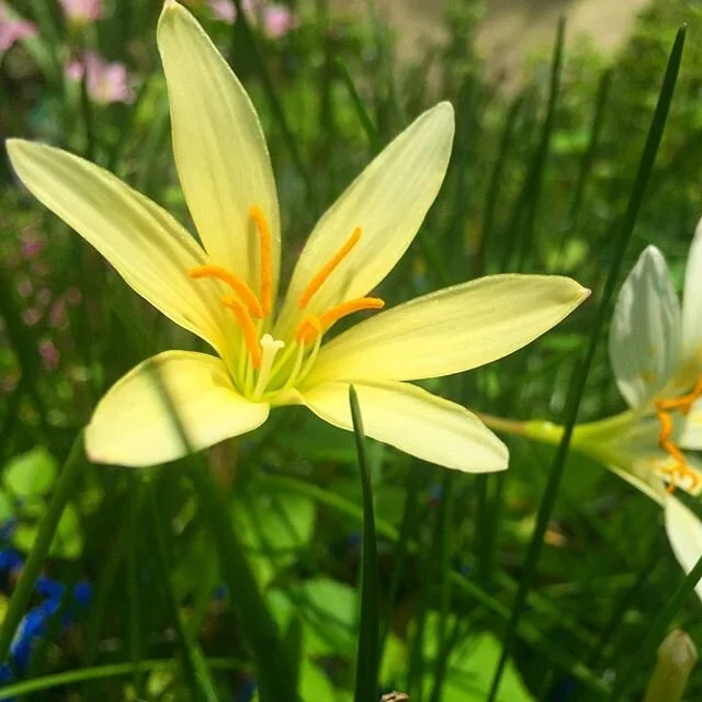 Zephyranthes Citrina 🌼 and Zephyranthes Grandiflorum 🌸
These flowering bulbs are known as Autumn Crocus or more suitably as Storm Lilies/Rain Lilies as they flower best after rainfall throughout Summer and Autumn in Australia. Ideal for naturalising under trees or planting as a border. Rain Lilies are also attractive to bees and butterflies when flowering which is an added bonus for any part of your garden 🐝
.
.
.

#rainlilies #stormlilies #autumncrocus #byronbay #herbnursery #supportlocal #organic #locallygrowninthesun #purplepotpeople #savethebees
#growyourownfood