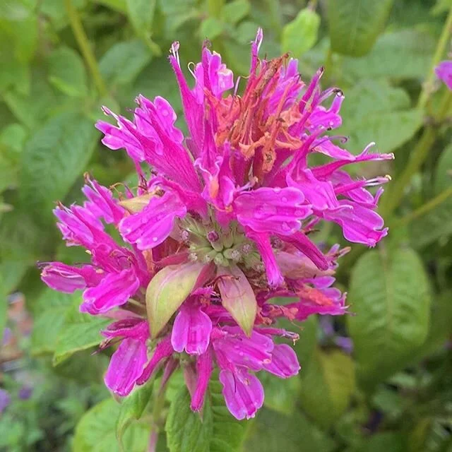 Bergamot (Monarda) is a flowering perennial that can grow up to one metre tall. The Monarda species comes in many different colours with fragrant flowers that are particularly popular with Bees, hence the common name Bee Balm. Native to North America, the Oswego Indians made the leaves into a brew which is said to treat coughs, chest complaints, indigestion and insomnia, just to name a few.. You can use the young leaves chopped in salads and the flowers as a garnish for an added interesting taste. .
.
🌱 Grows best in full sun to part shade
🌱Prefers moist and well drained soils
.
.
.
#bergamot #beebalm #flowering  #monarda #byronbay #herbnursery #supportlocal #organic #locallygrowninthesun #purplepotpeople #savethebees
#growyourownfood