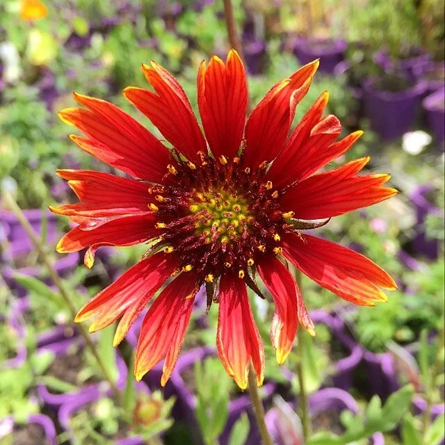 Gaillardia ❤️🌿
.
.
.

#gaillardia #blanketflower #byronbay #herbnursery #supportlocal #organic #locallygrowninthesun #purplepotpeople #savethebees