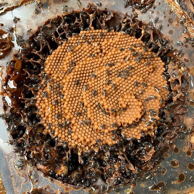 Today we had Steve from @australiannativebees come to the Nursery and show us how to split our Native Stingless Bee hives! It was such an inspiring and educational day that none of us will forget anytime soon 🙌🏽 Thanks again Steve! 🐝