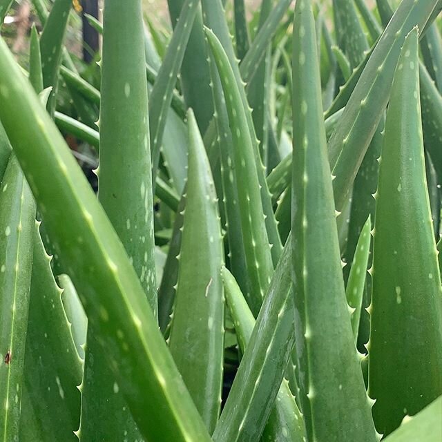 ALOE VERA 💚
.
.
.
#aloeveraforrest #aloevera #byronbay #herbnursery #supportlocal #organic #locallygrowninthesun #purplepotpeople
#growyourownfood