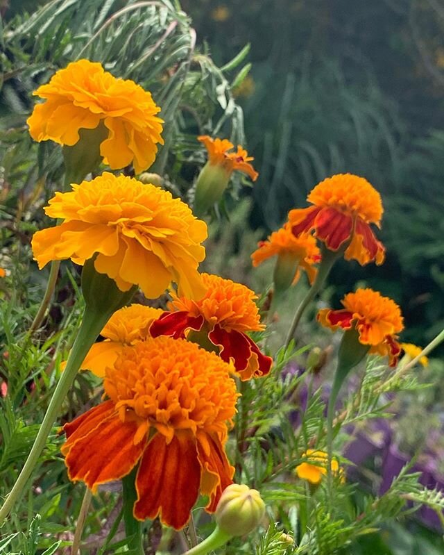 Our mesmerising Marigolds are such a great staple for any garden! 😍
Not only for their beautiful blooms, they also attract Bees and Butterflies whilst working as an integrated pest deterrent for your veggies and leafy greens 😊🌿
.
.
.
#marigolds #b