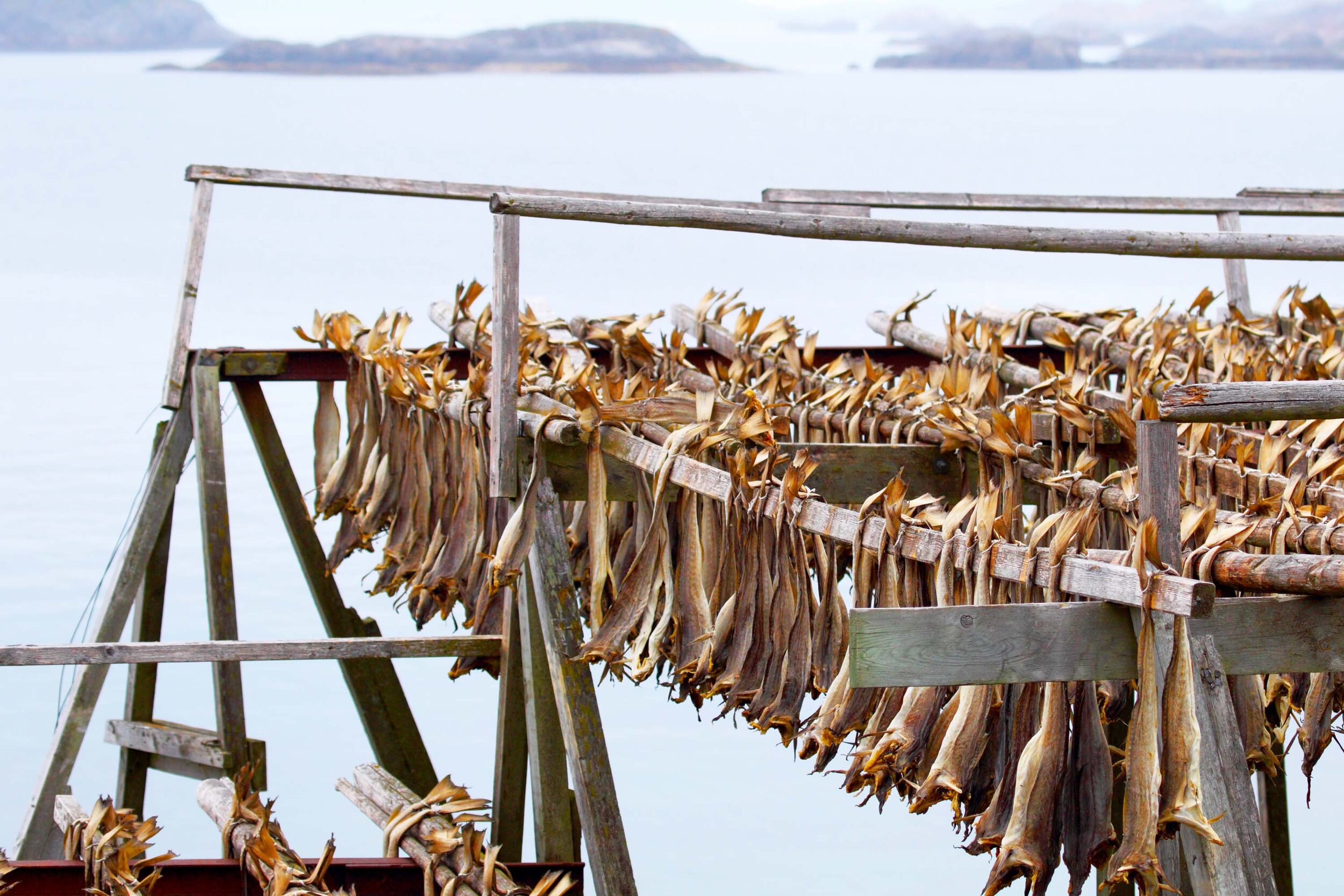DryFish of Norway®  High quality Stockfish from Norway – Dryfish of Norway