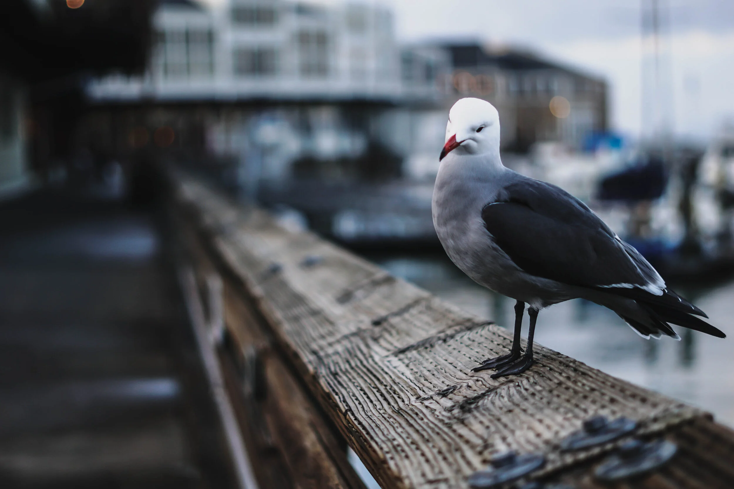 Pigeot.jpg
