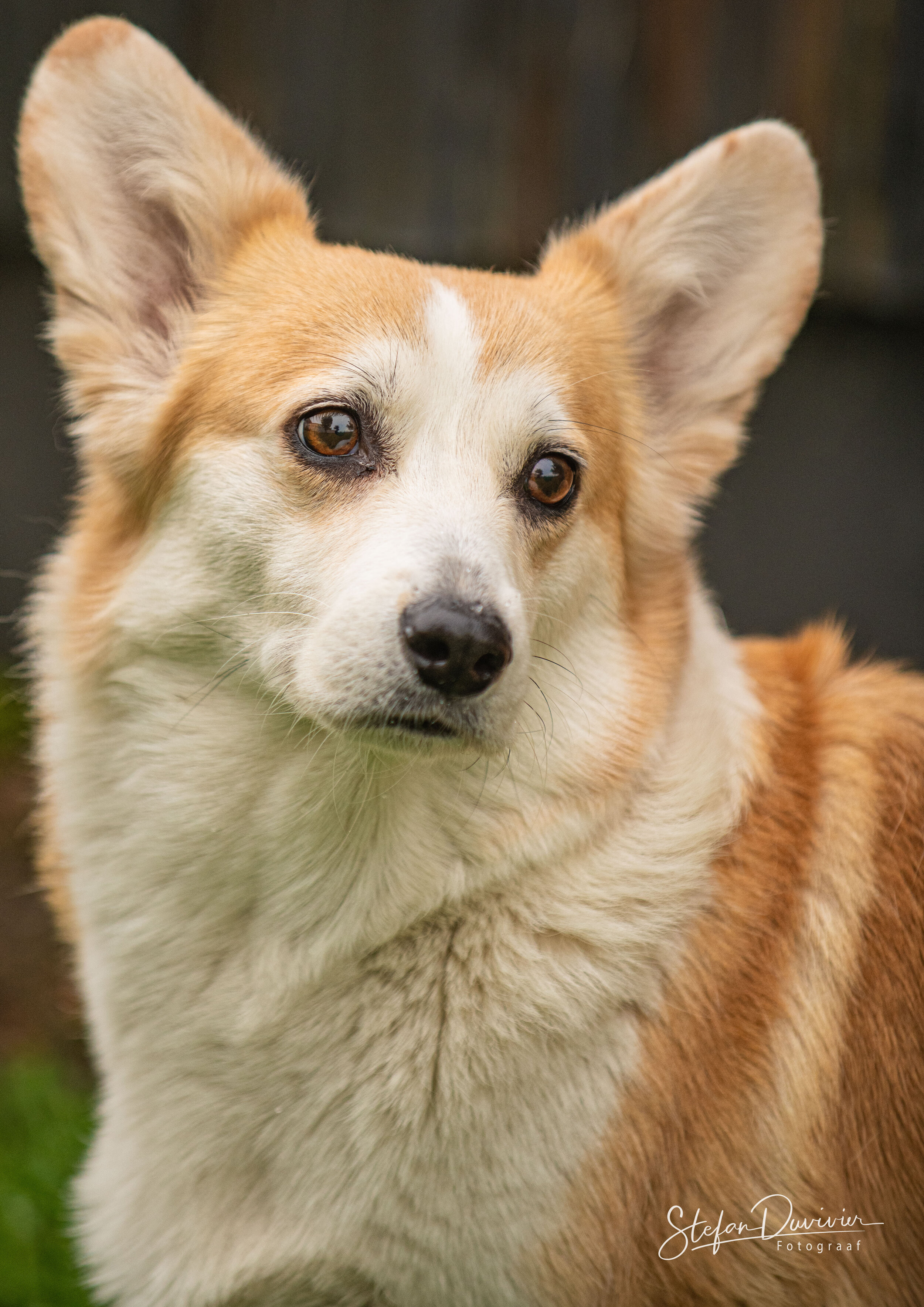 Pets-1.jpg