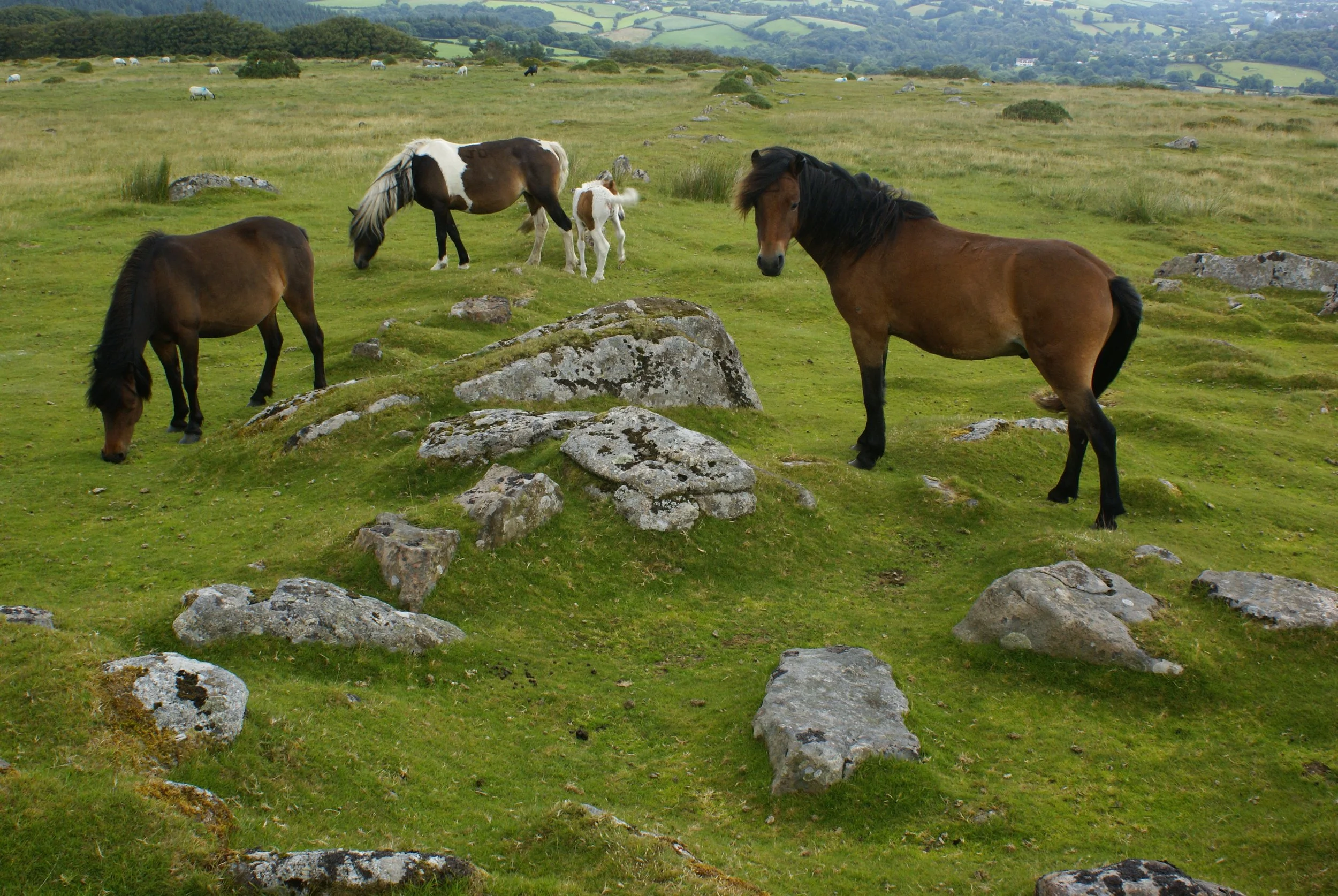 DARTMOOR/ENGLAND 2009