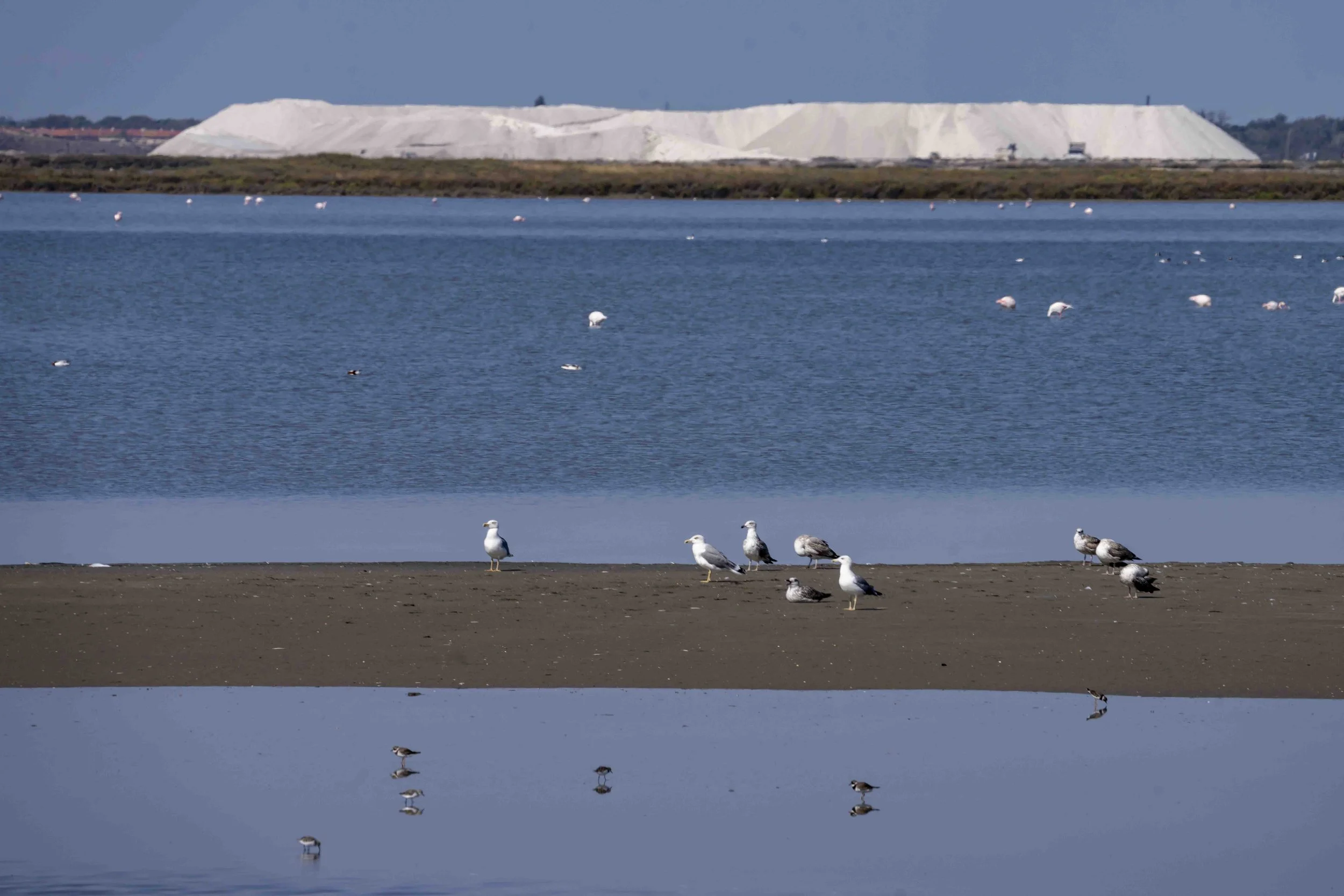 CAMARGUE 2026