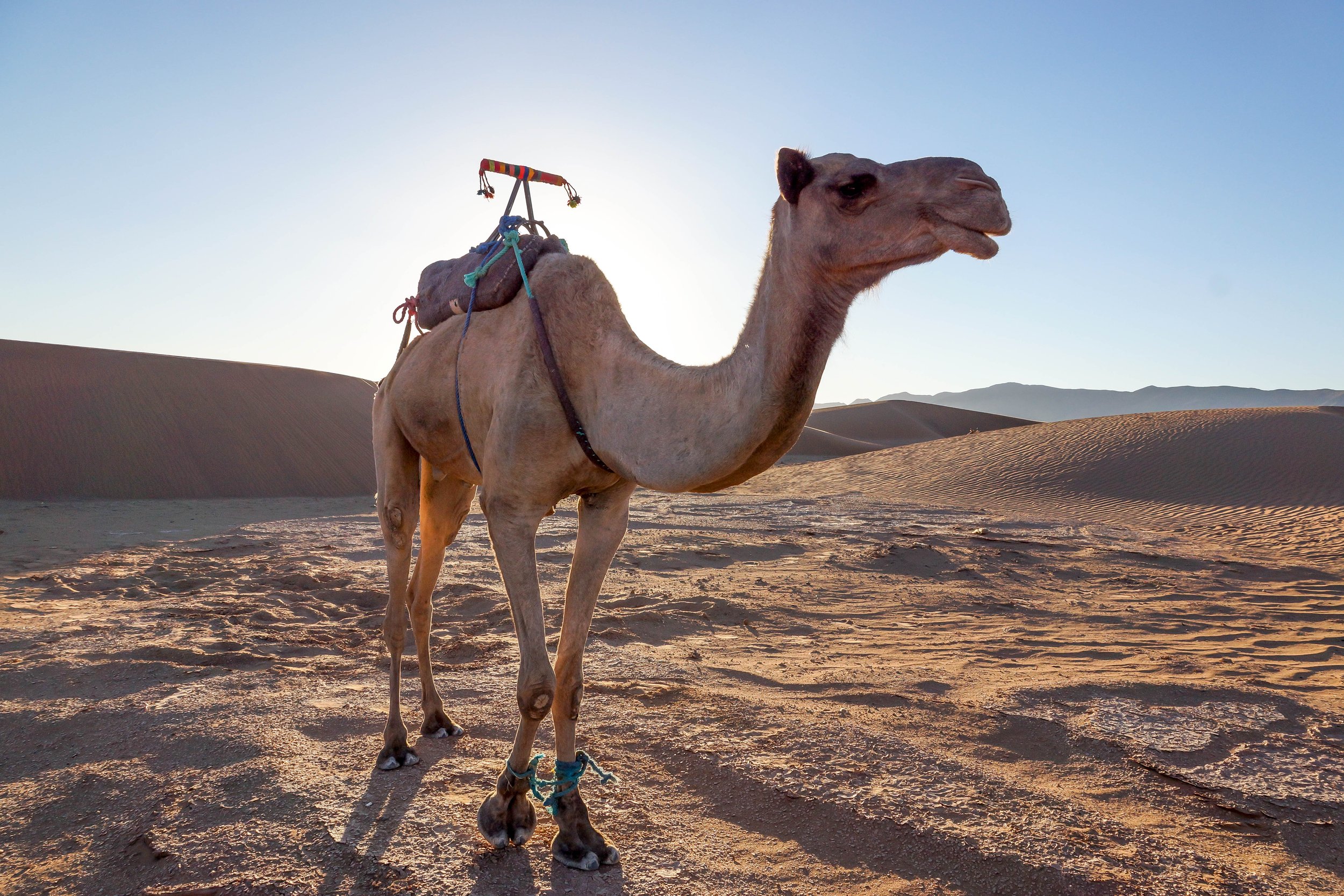 SAHARA DESERT/MAROCCO 2013