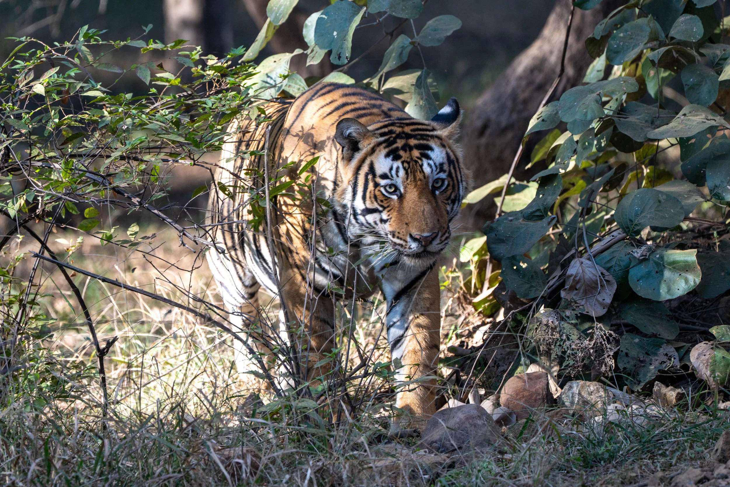 RANTHAMBORE NP/INDIA 2025