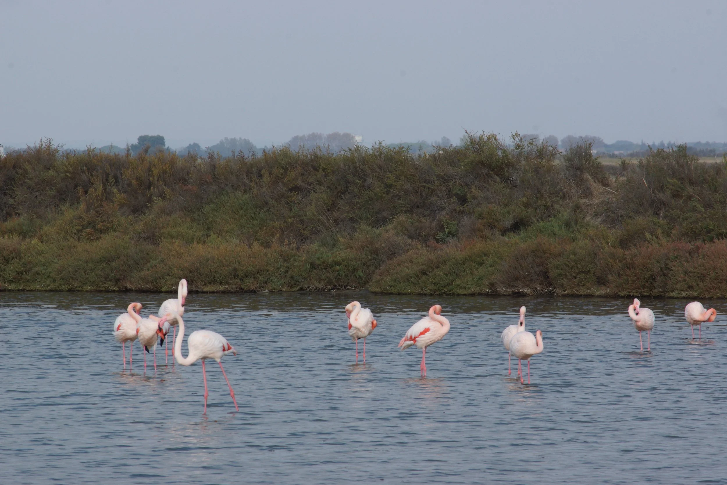 CAMARGUE/FRANCE 2019