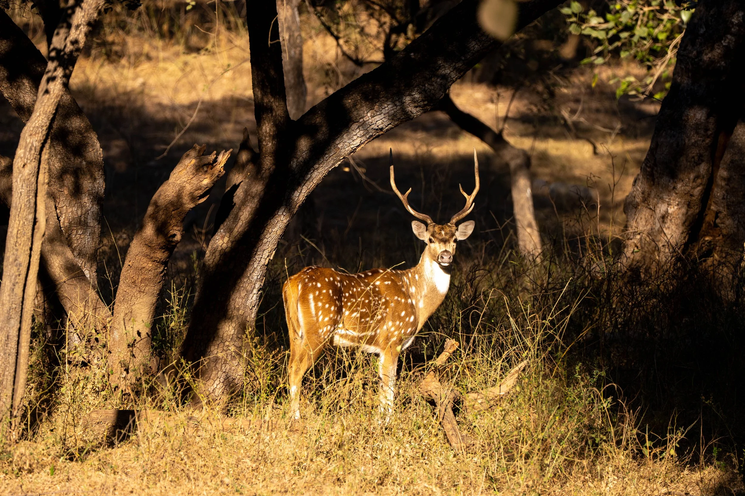 MARISKA NP/INDIA 2025