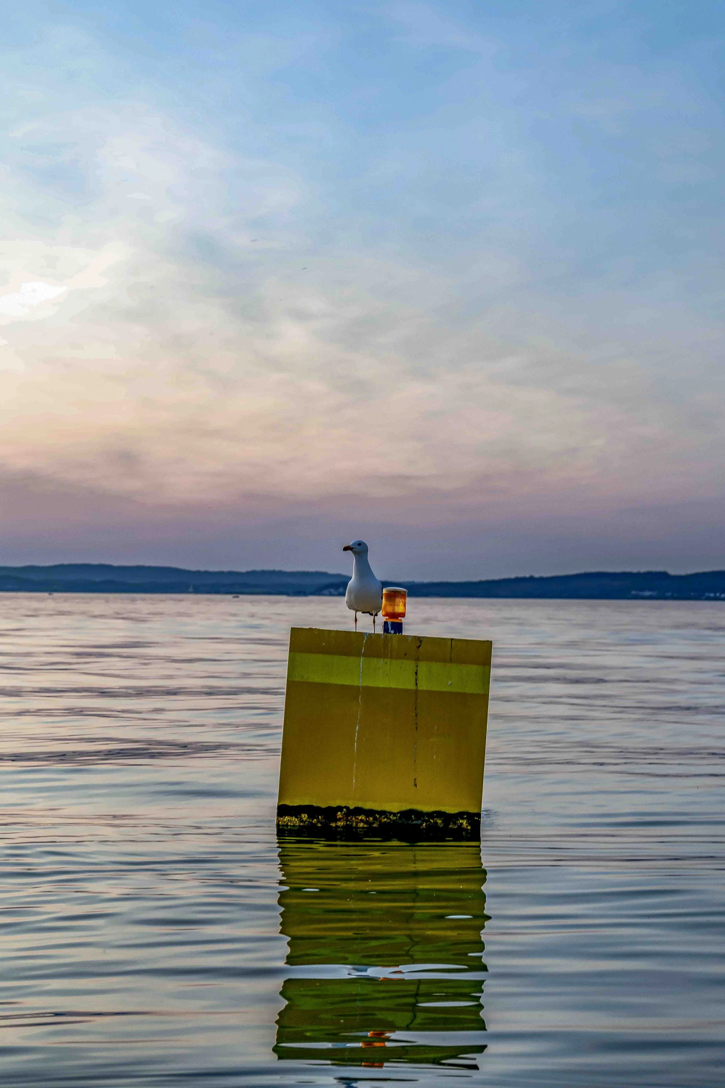 2019 Animals colours-10 Kopie-1.jpg