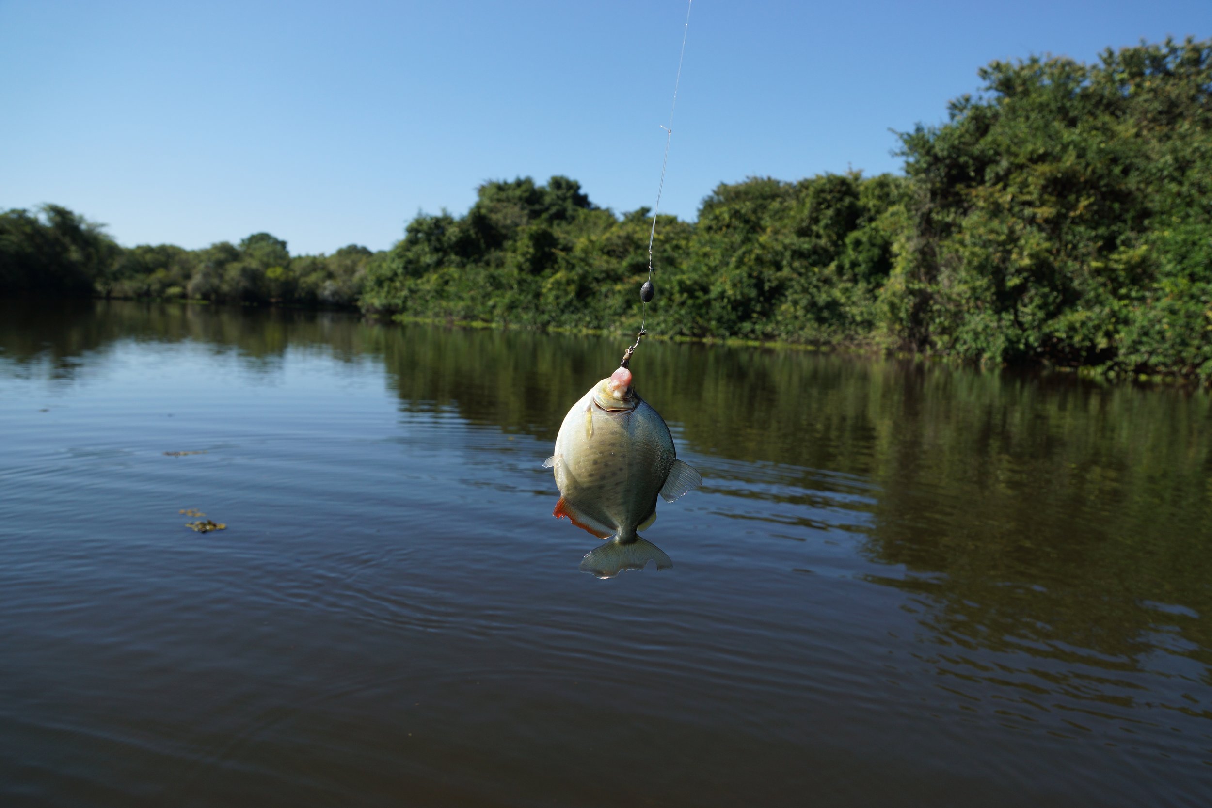 PANTANAL/BRASIL 2017