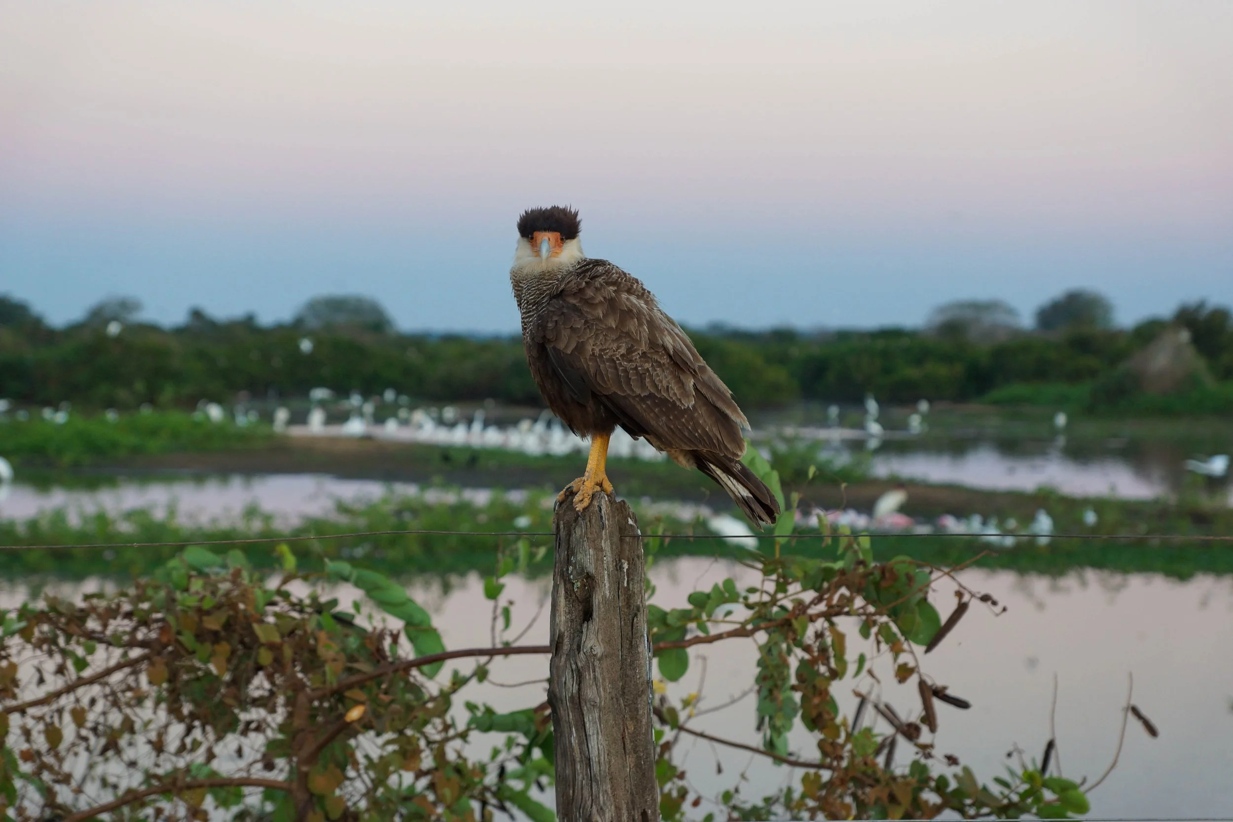 PANTANAL/BRASIL 2017