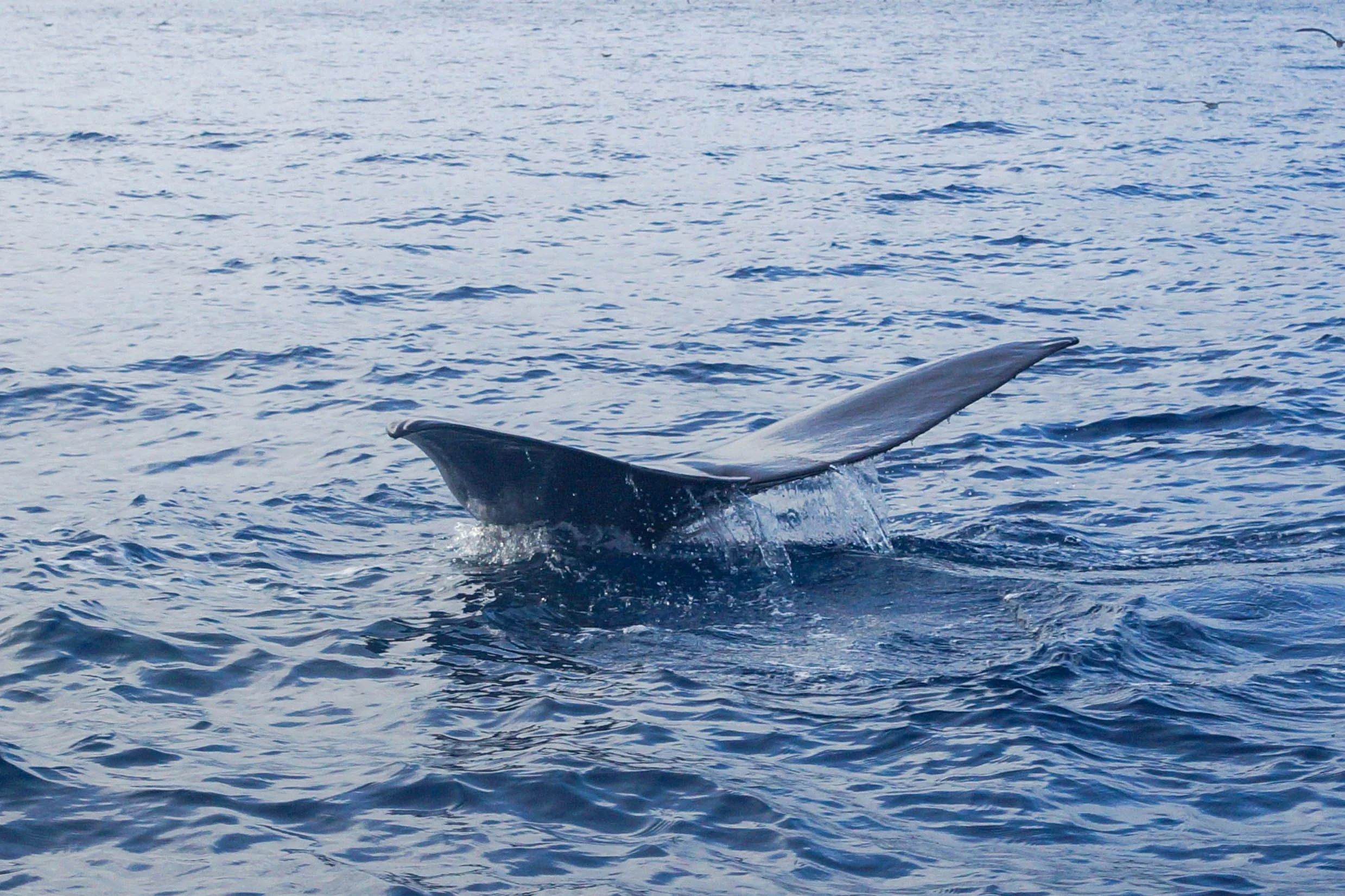 AZORES/PORTUGAL 2017
