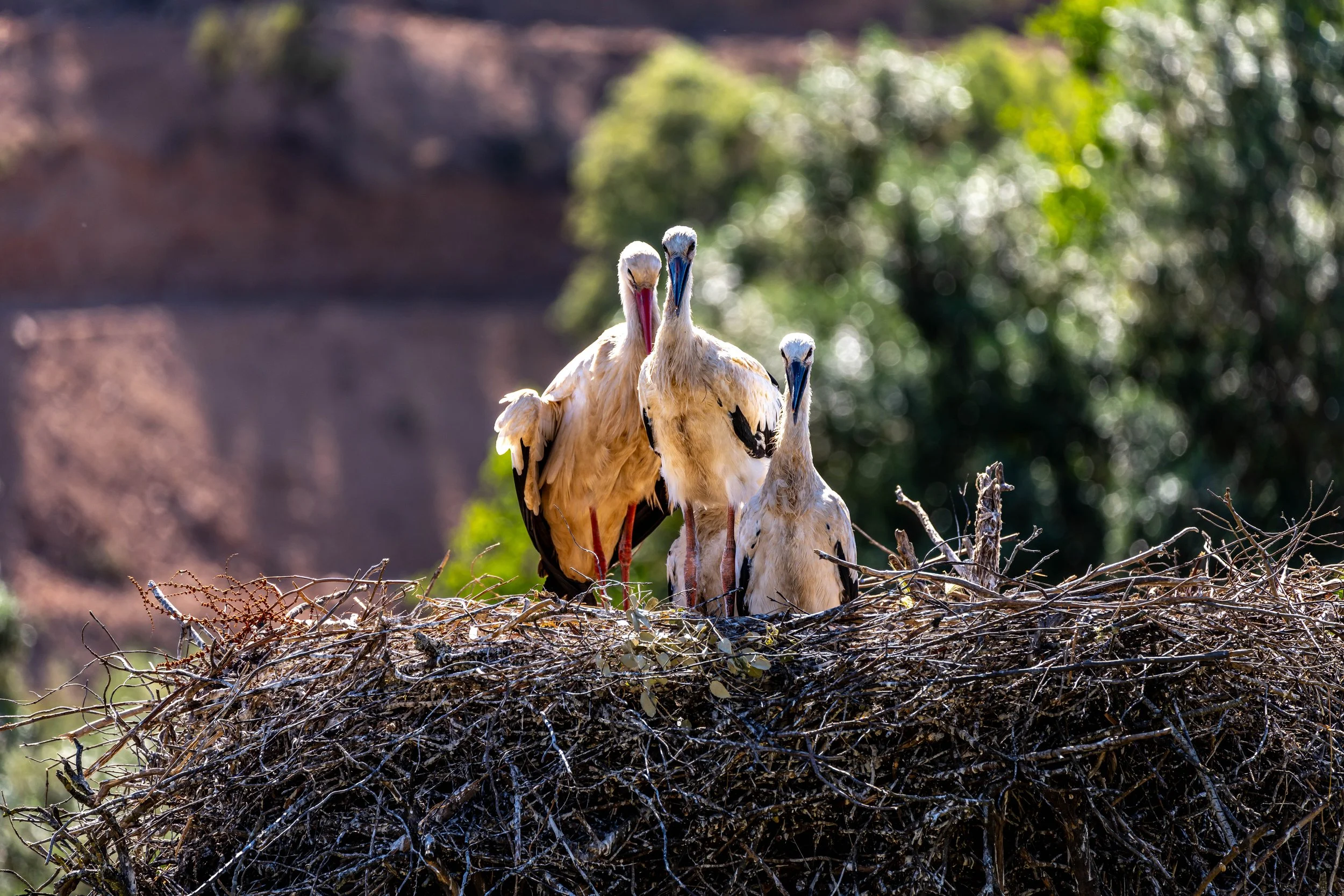 ALGARVE/PORTUGAL 2025