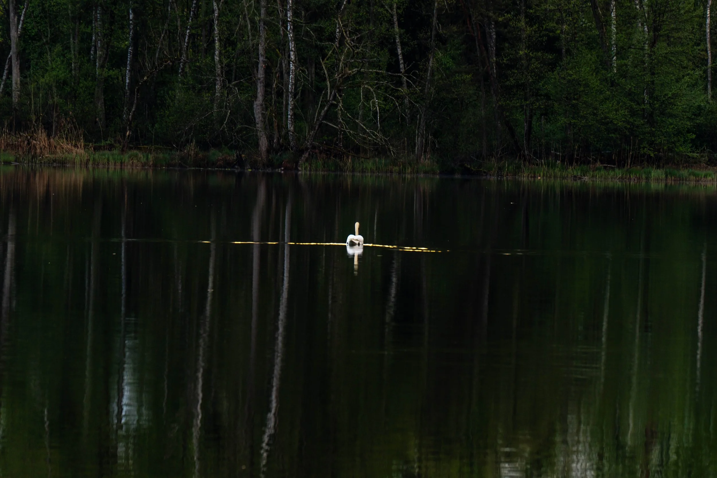 HÜTTWILERSEE TG 2025