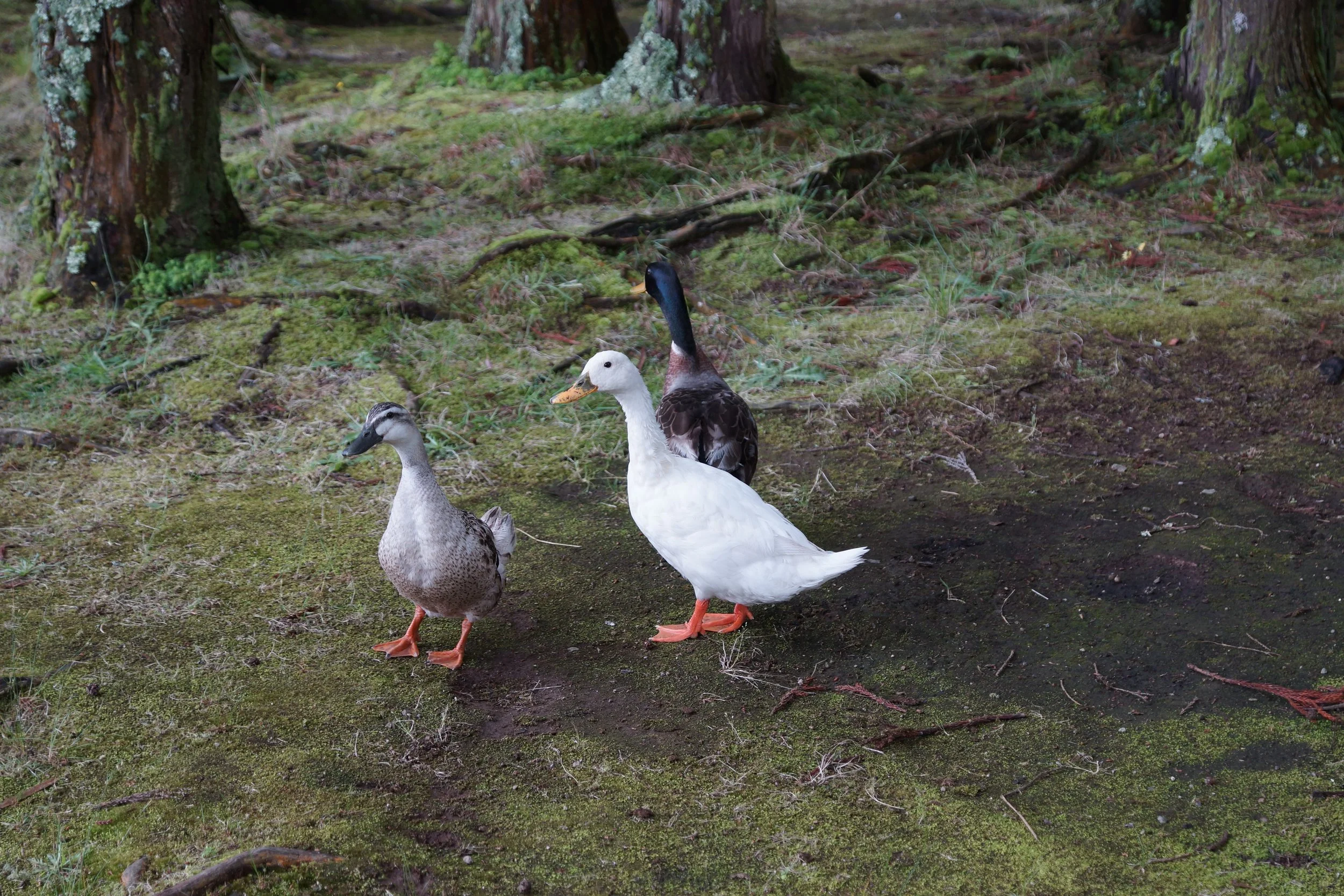 BOURGOGNE FRANCE/2018