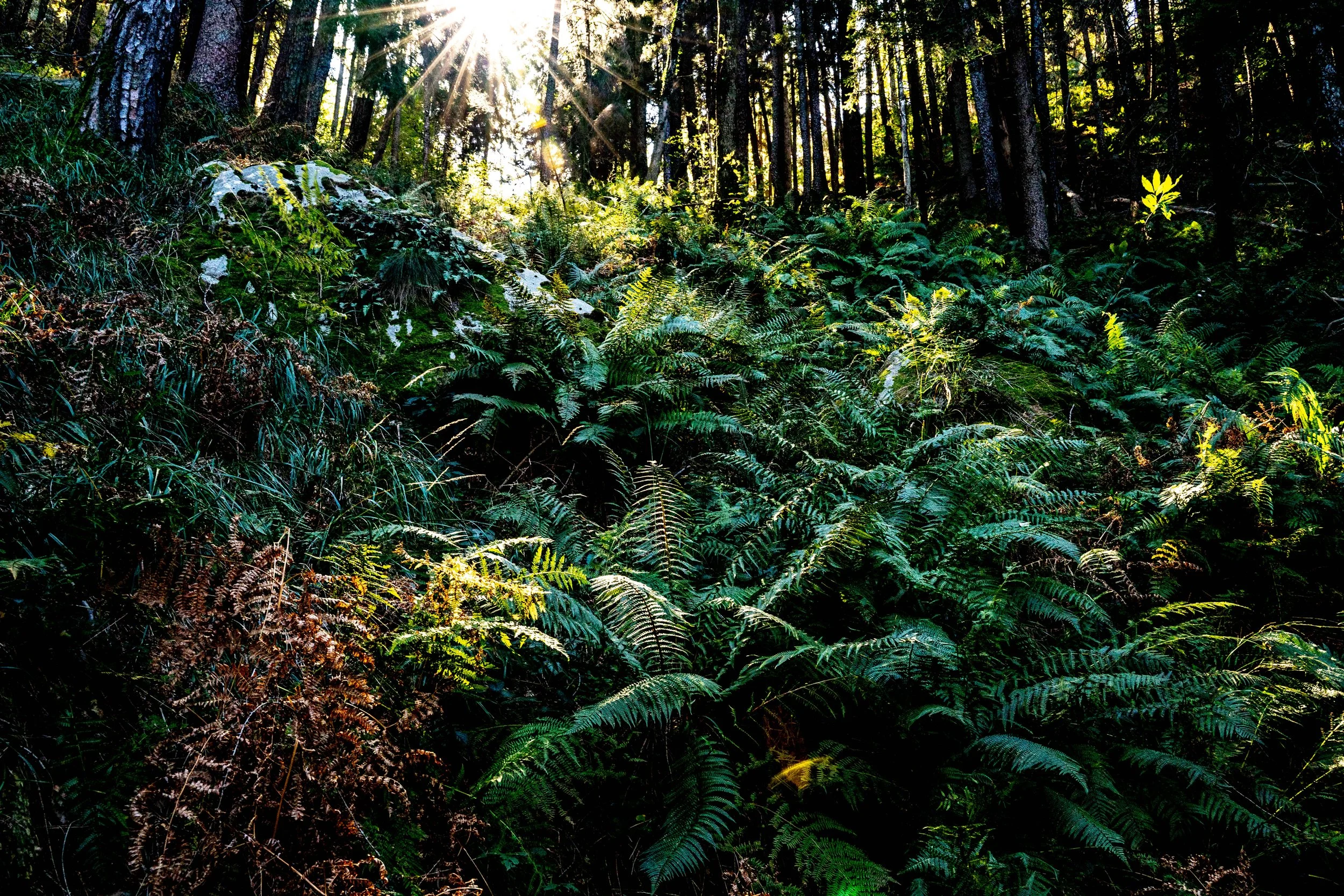 PONTE BROLLA TI 2022