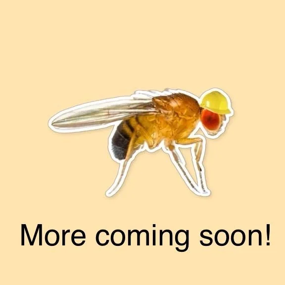 Busy research flies are working!