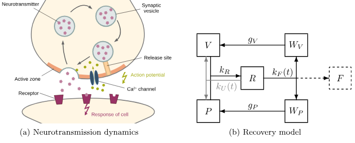 New Publication! "Parameter Optimization for a Neurotransmission Recovery Model"