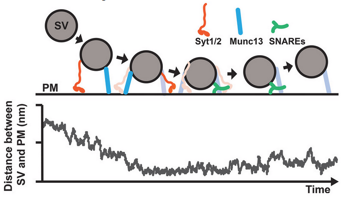 Independently engaging protein tethers of different length enhance synaptic vesicle trafficking to the plasma membrane